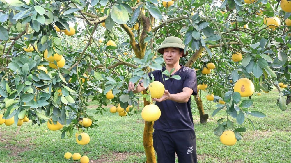 Đẩy mạnh ứng dụng công nghệ, hướng tới nền trồng trọt hiện đại và bền vững