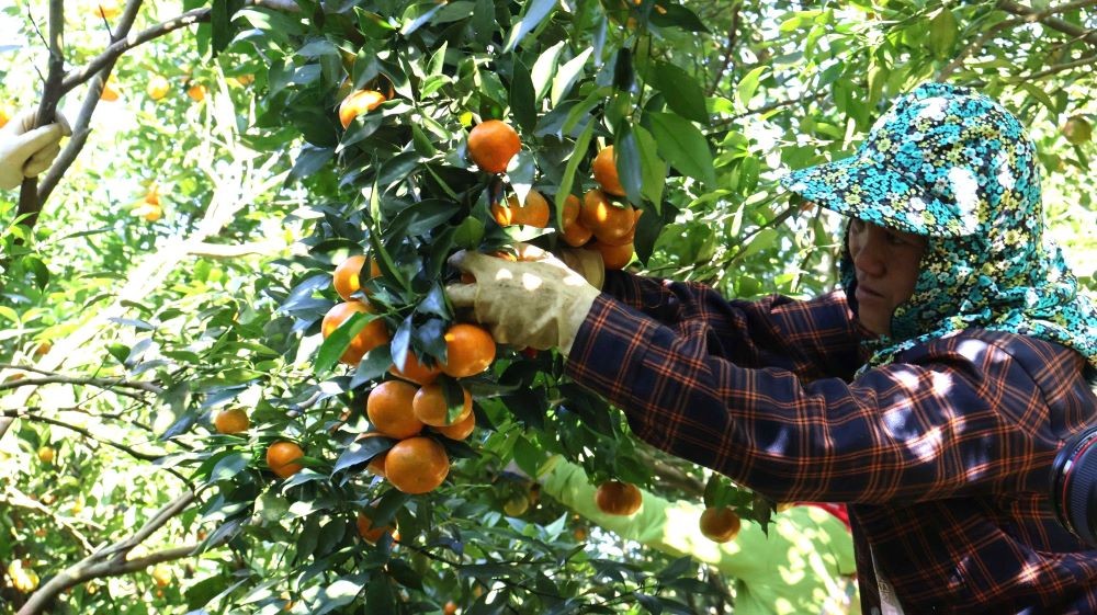 Đẩy mạnh ứng dụng công nghệ, hướng tới nền trồng trọt hiện đại và bền vững