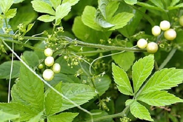 Vị thảo dược ví "quý hơn sâm" này có gì đặc biệt mà nhiều người pha uống hàng ngày, càng khỏe