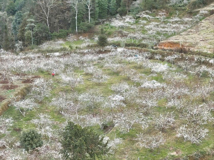 Khám phá cao nguyên trắng Bắc Hà dịp cuối năm