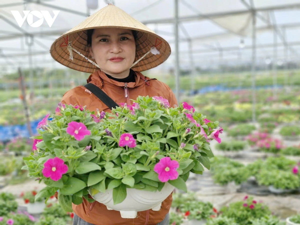 Người trồng hoa Tết ở Đà Nẵng phấn khởi vì sức mua tăng