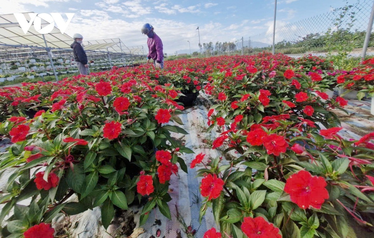 Người trồng hoa Tết ở Đà Nẵng phấn khởi vì sức mua tăng