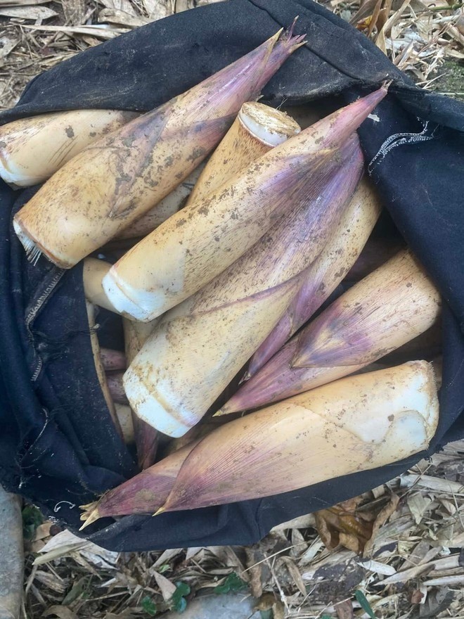 Măng vầu vào mùa, giá cao nhưng vẫn ‘đắt khách’