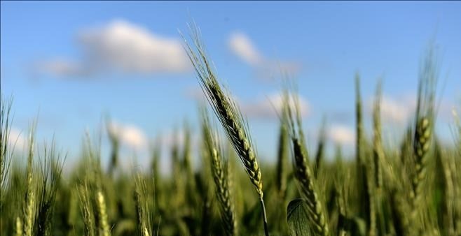 Phát hiện gene lúa mì "ngủ quên" hàng nghìn năm nay