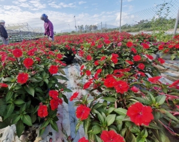 Người trồng hoa Tết ở Đà Nẵng phấn khởi vì sức mua tăng