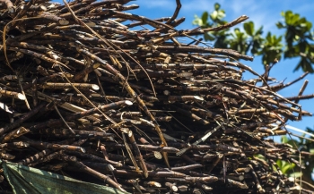 Indonesia không nhập khẩu gạo và đường trong năm 2026 do dự trữ nội địa dồi dào