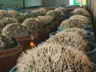 Hải Phòng: Phát hiện hơn 5 tấn giá đỗ sử dụng chất cấm để ngâm ủ