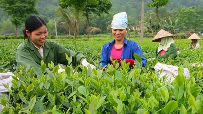 Ứng dụng khoa học, công nghệ trong sản xuất, kinh doanh chè