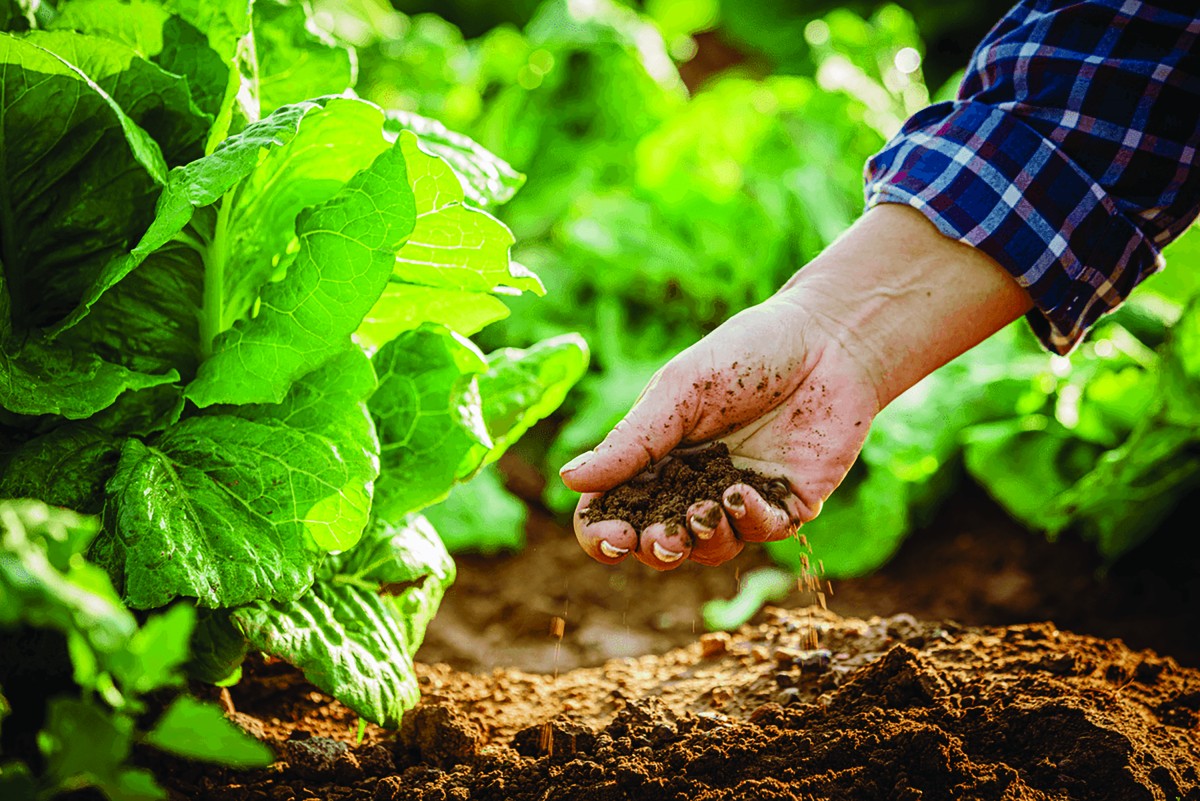 Hữu cơ không còn là “trào lưu”,  đó là con đường tất yếu  của nền nông nghiệp bền vững