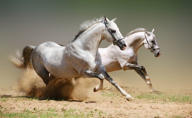 Năm Ngọ niềm kiêu hãnh về sự mạnh mẽ và phóng khoáng