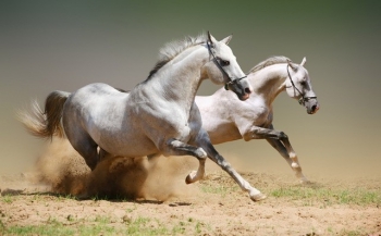 Năm Ngọ niềm kiêu hãnh về sự mạnh mẽ và phóng khoáng