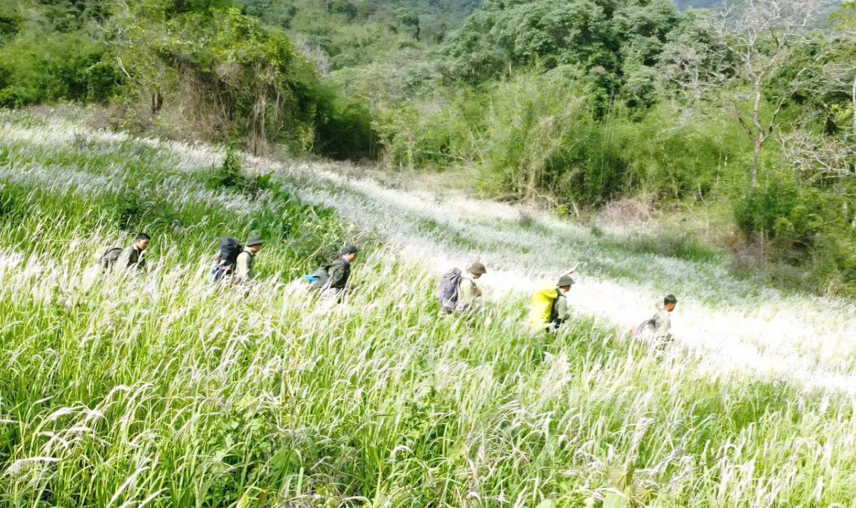 Nhiều thủ tục hành chính lĩnh vực Lâm nghiệp và Kiểm lâm được sửa đổi, bổ sung