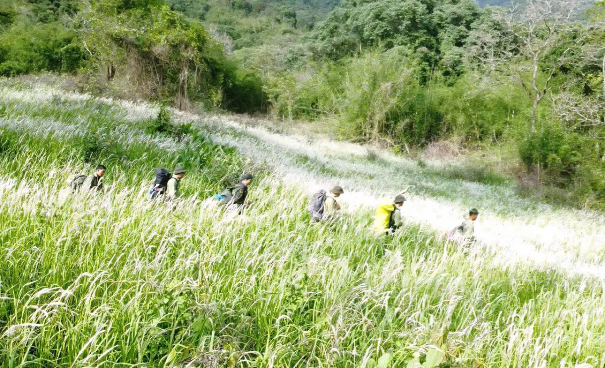 Nhiều thủ tục hành chính lĩnh vực Lâm nghiệp và Kiểm lâm được sửa đổi, bổ sung