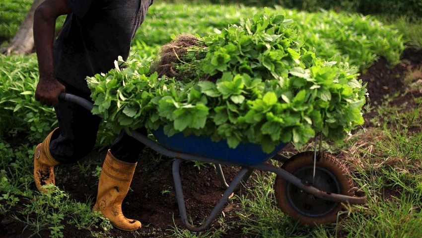 Mỹ định vị Malaysia là thị trường chiến lược cho thương mại nông sản