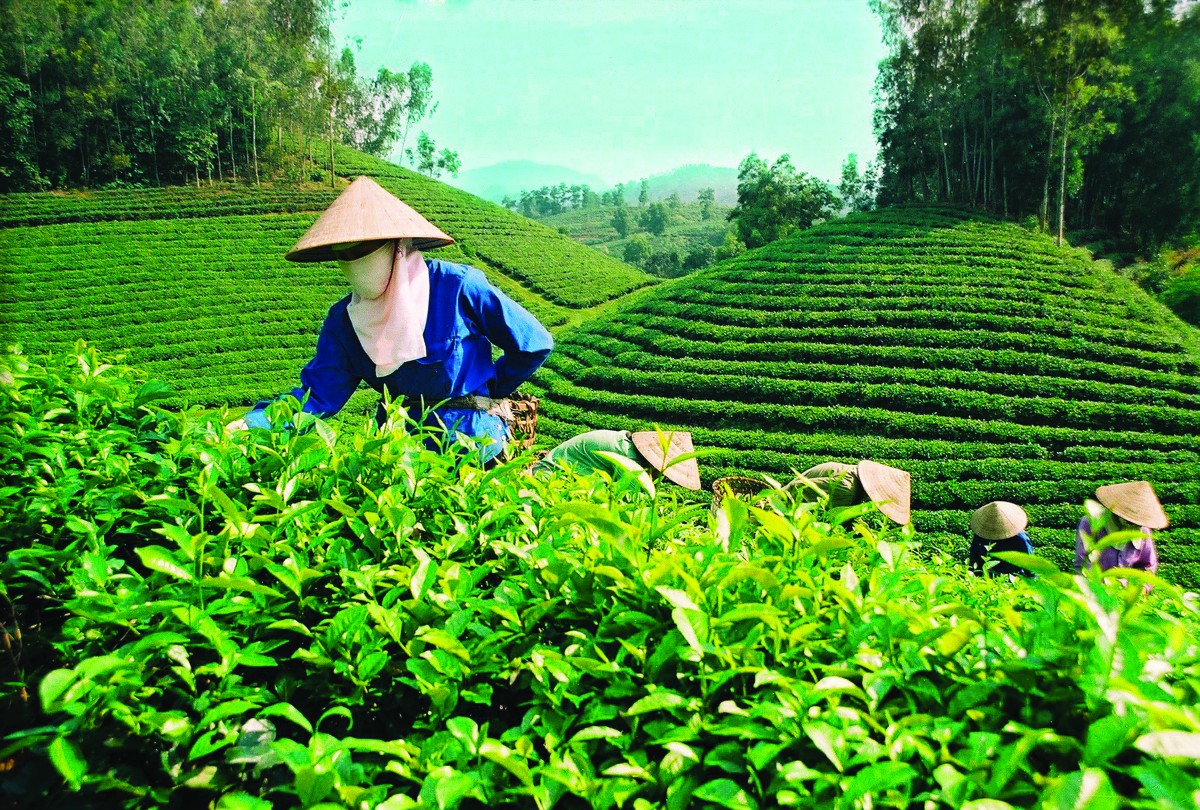 Vai trò của chính sách nâng tầm nông nghiệp hữu cơ Việt Nam