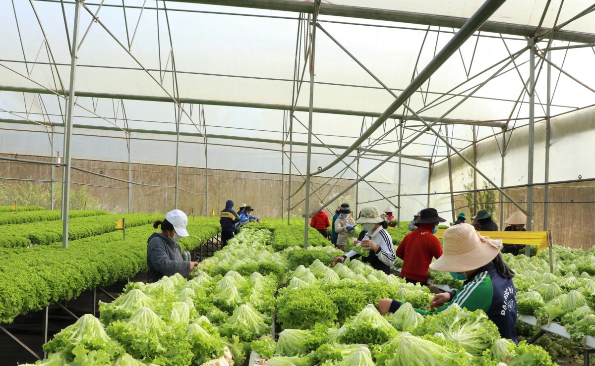 Vai trò của nông nghiệp hữu cơ trong việc tăng cường sức khoẻ đất, giảm phát thải khí nhà kính và giảm nhẹ biến đổi khí hậu