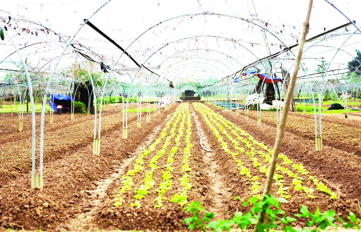 Ứng dụng AI "mở lối" nông nghiệp hiện đại