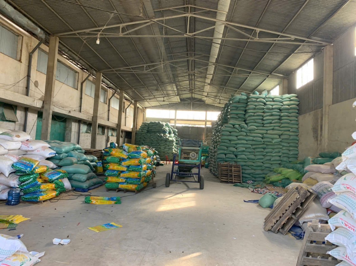 Đắk Lắk: Khởi tố đối tượng làm giả hàng trăm tấn lúa giống bán ra thị trường