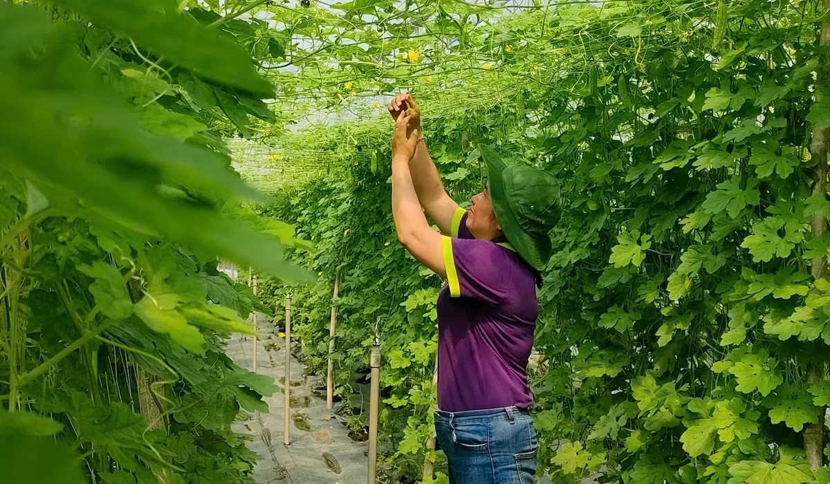 Trang trại hữu cơ của Vinamit ứng dụng quy trình canh tác tuần hoàn, tận dụng phụ phẩm nông nghiệp để nuôi đất và giảm phát thải