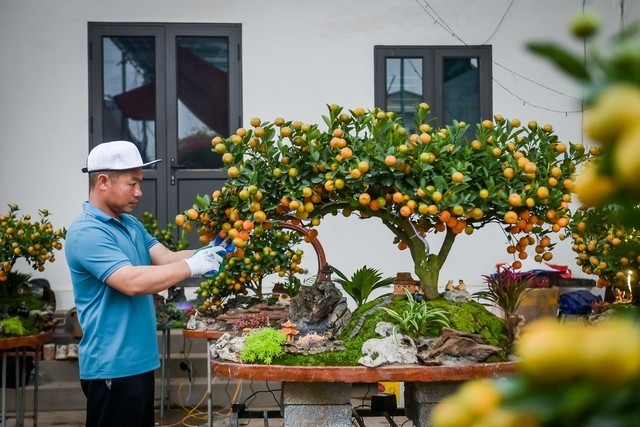 Cách chọn cây quất cảnh trưng Tết bền đẹp