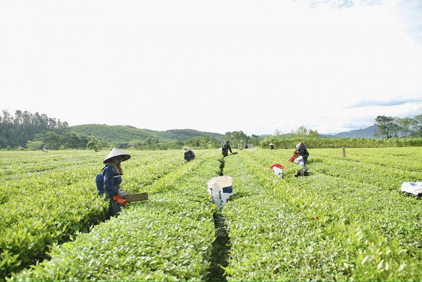 Hà Tĩnh ban hành Quy chế phối hợp công tác khuyến nông