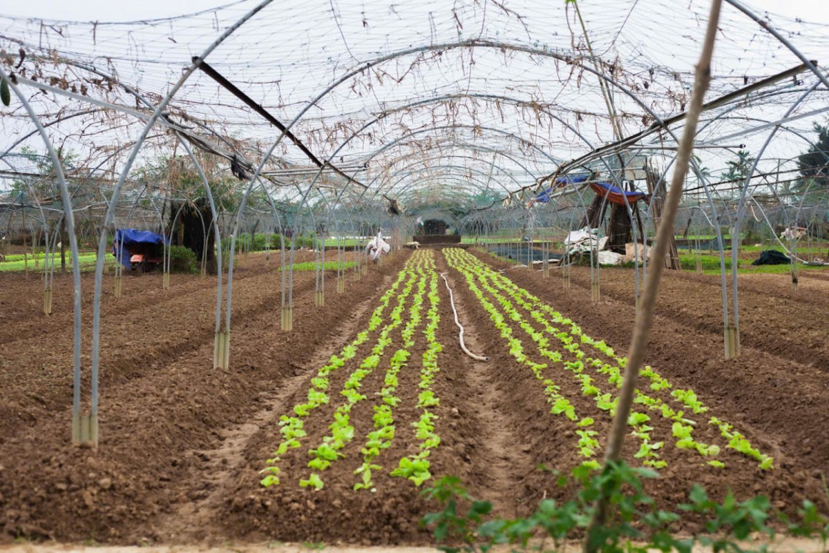 Mô hình nhà màng sản xuất nông nghiệp ứng dụng công nghệ tại Đà Nẵng, giúp HTX nâng cao năng suất và chất lượng sản phẩm.