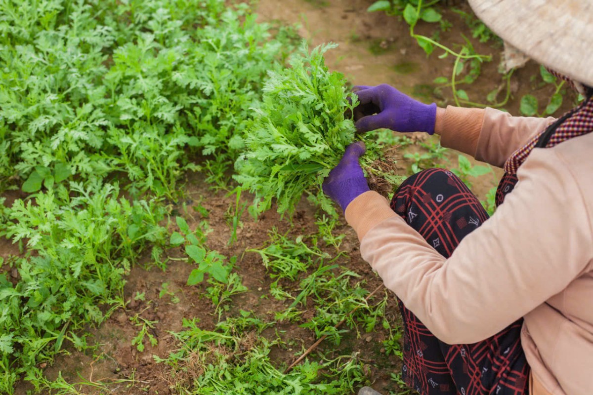 Mô hình nhà màng sản xuất nông nghiệp ứng dụng công nghệ tại Đà Nẵng, giúp HTX nâng cao năng suất và chất lượng sản phẩm.