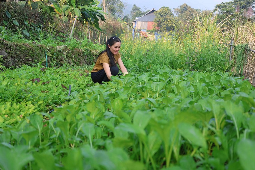 Việc trồng rau sạch mang tính chất bền vững đang giúp cho gia đình chị Hương có thu nhập ổn định. 