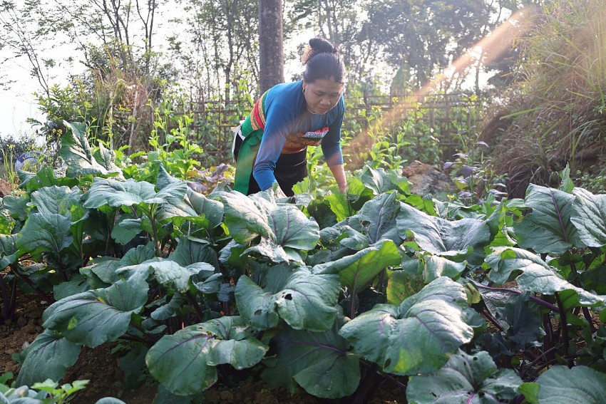 Nhiều loại rau bản địa được trồng để cung cấp cho các homestay trên địa bàn xã Pù Luông. 