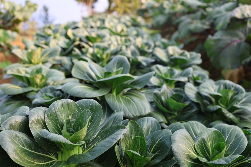 Rau cải, một loại rau được trồng nhiều tại xã Pù Luông. 