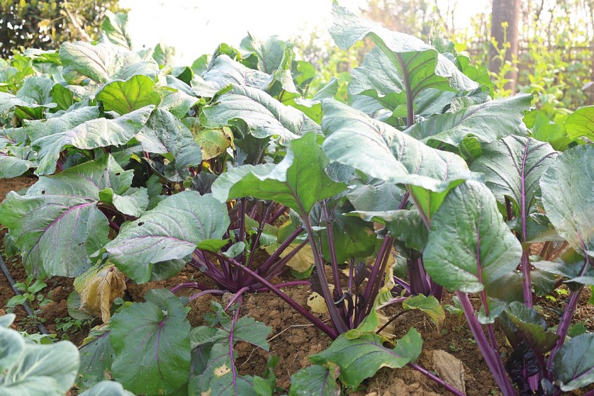 Trồng rau sạch ở Pù Luông kết hợp làm du lịch đang phát triển mạnh mẽ những năm trở lại đây. 