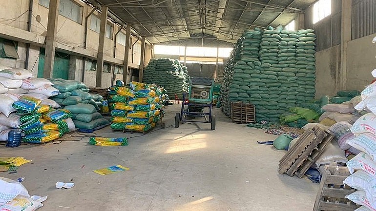 Bảo vệ giống ST25: Nền tảng cho nông nghiệp hữu cơ bền vững