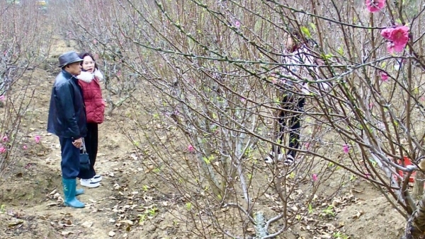 Rộn ràng thị trường đào cảnh ngày cân Tết