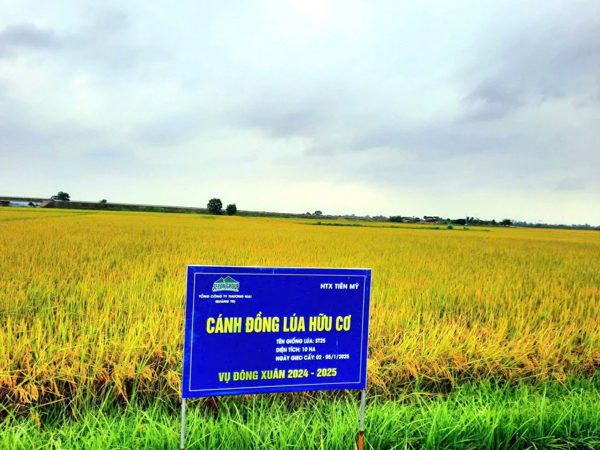 Gạo hữu cơ Sepon: Hành trình từ cánh đồng Quảng Trị vươn ra thế giới