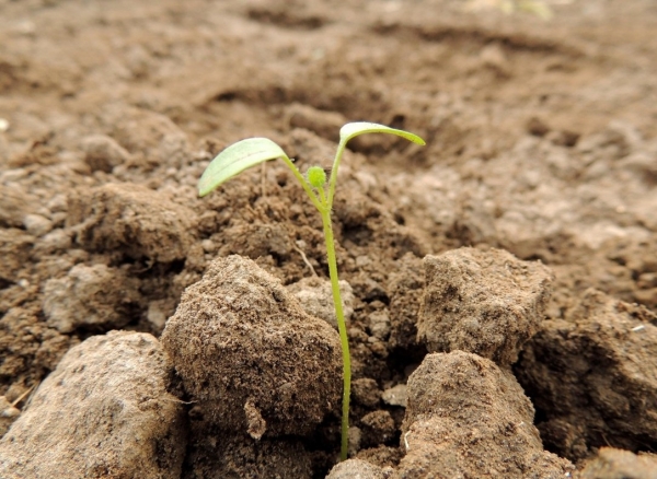 Trung Quốc đẩy mạnh phát triển giống cây trồng để củng cố tự chủ nông nghiệp