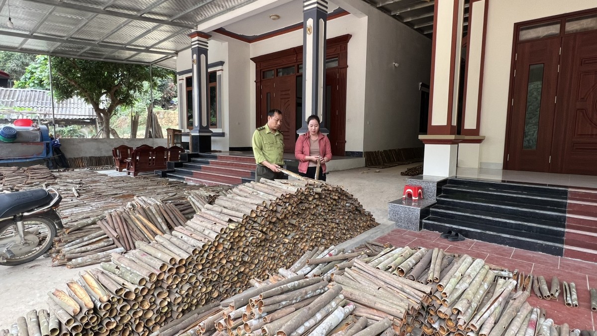 “Vàng xanh” hữu cơ giữa đại ngàn