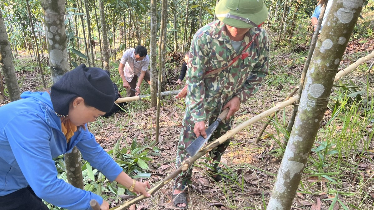 “Vàng xanh” hữu cơ giữa đại ngàn