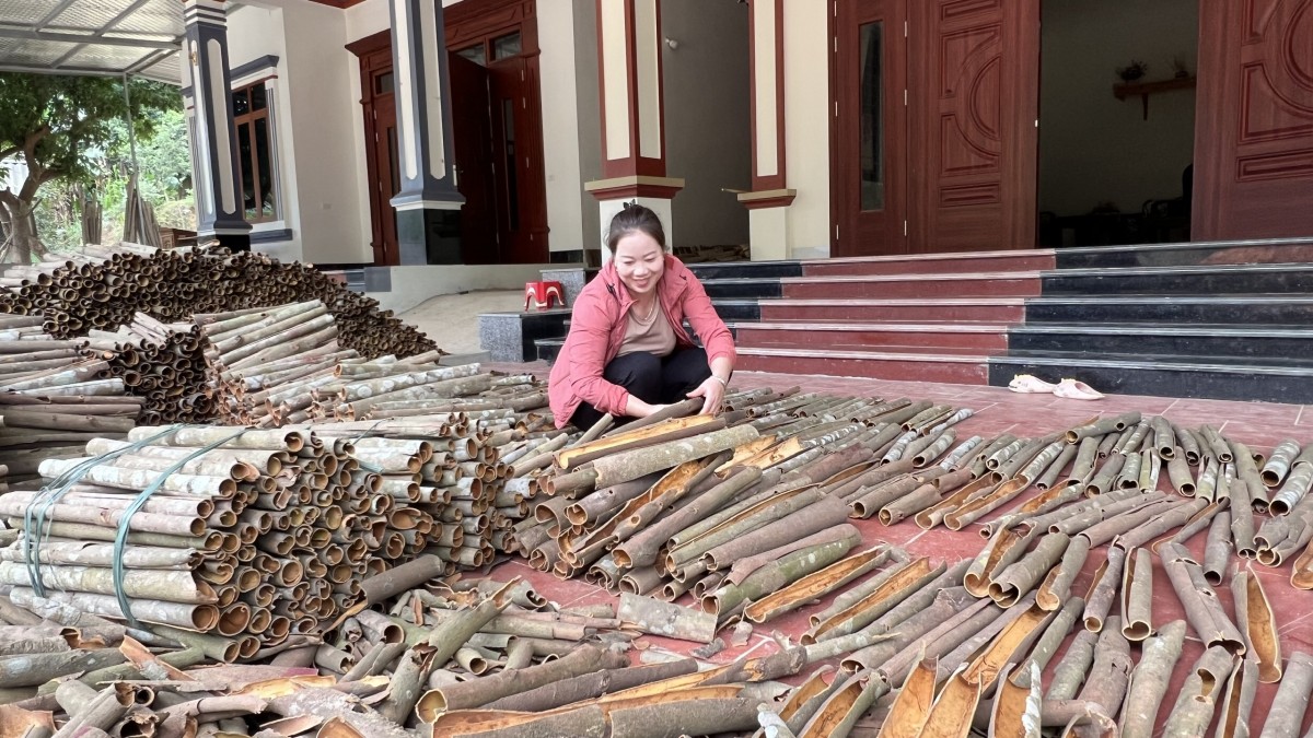 “Vàng xanh” hữu cơ giữa đại ngàn