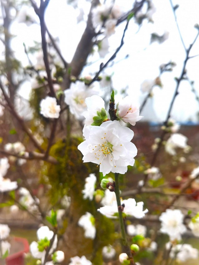 Phường Uông Bí (Quảng Ninh): Rực rỡ chợ hoa xuân Bính Ngọ 2026