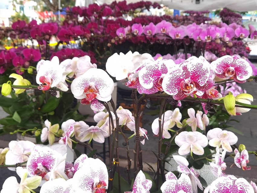 Phường Uông Bí (Quảng Ninh): Rực rỡ chợ hoa xuân Bính Ngọ 2026