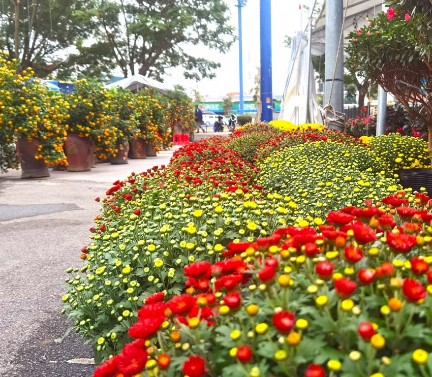 Rực rỡ hoa Cúc. ẢNnh: Duy Tùng