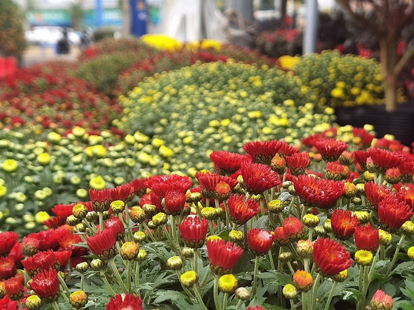 Phường Uông Bí (Quảng Ninh): Rực rỡ chợ hoa xuân Bính Ngọ 2026