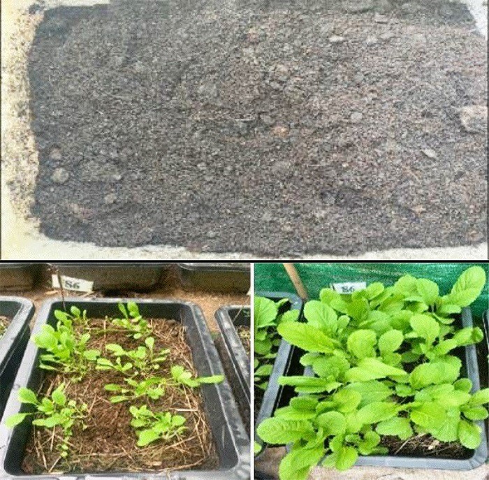 Nghiên cứu công nghệ sản xuất naringin và tinh dầu từ vỏ quả bưởi và xây dựng mô hình sản xuất thực nghiệm - Cổng thông tin điện tử Cục Thông tin, Thống kê