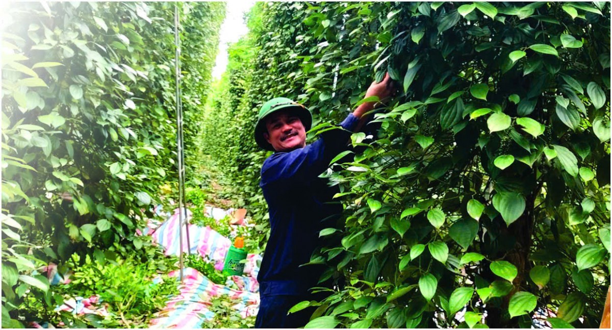 Chú trọng phát triển các mô hình sản xuất đạt chứng nhận hữu cơ gắn với liên kết tiêu thụ sản phẩm