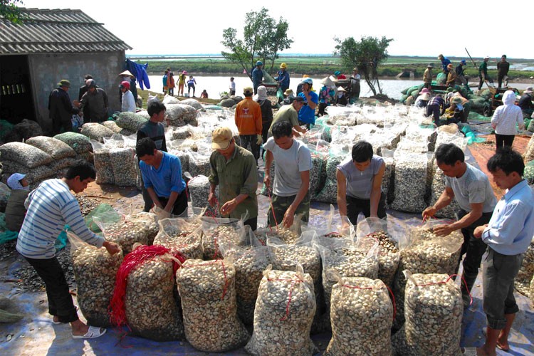 Nuôi ngao ở xã Kim Sơn, Ninh Bình.