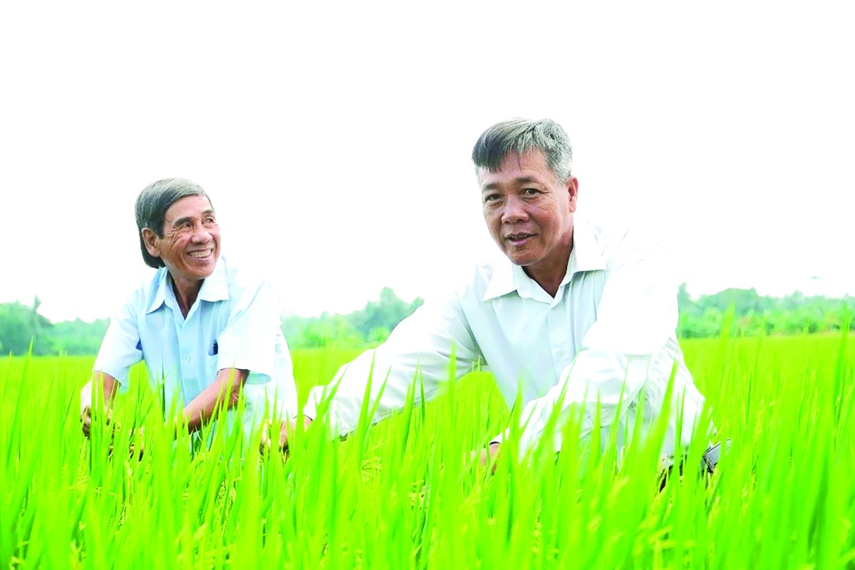 Ông Trương Văn Hùng (bên phải) – Giám đốc HTX nông nghiệp Hưng Lợi kiểm tra sự phát triển của cây lúa.