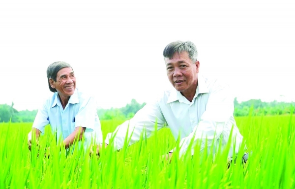 Tiên phong liên kết sản xuất lúa chất lượng cao, phát thải thấp