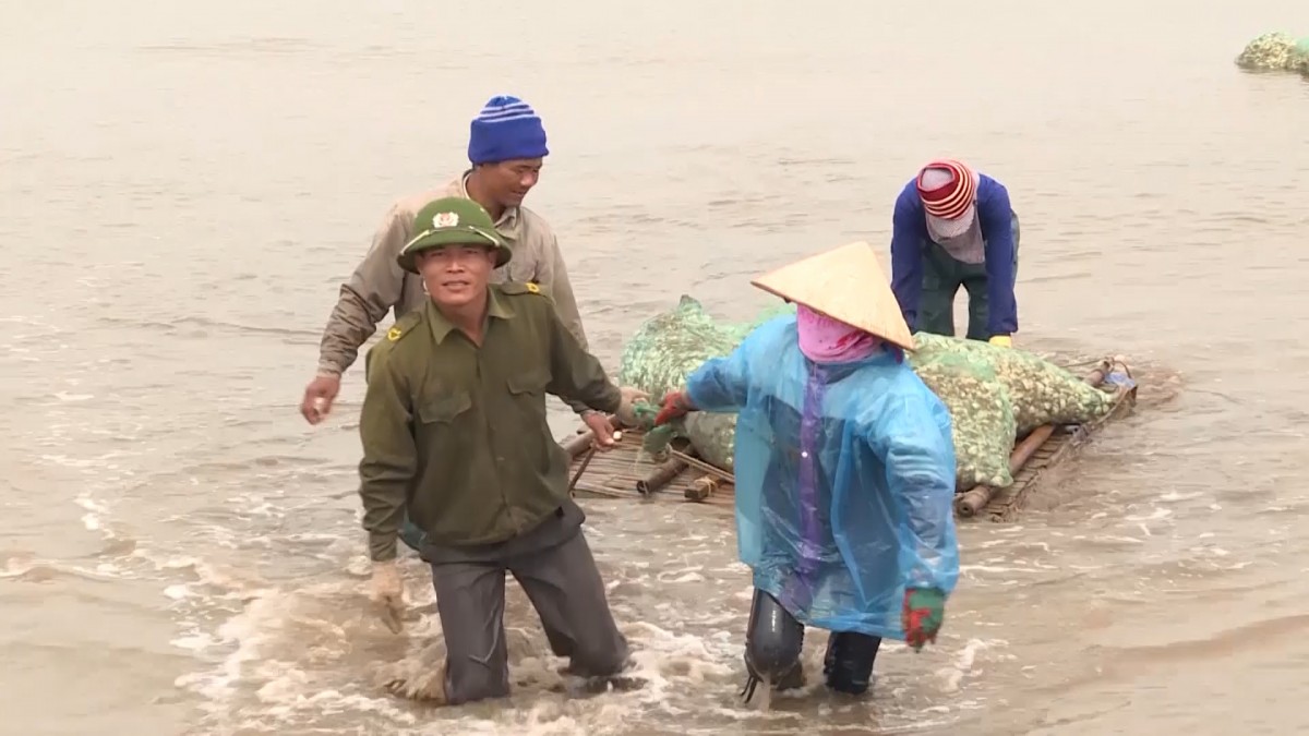 Nuôi ngao theo tiêu chuẩn quốc tế, tạo bứt phá cho kinh tế ven biển