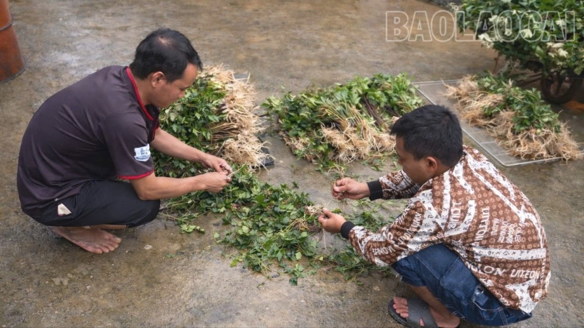 Púng Luông trồng thành công cây Đương quy