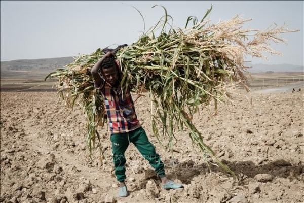 Châu Phi đối mặt viễn cảnh nắng nóng cực đoan gần như quanh năm